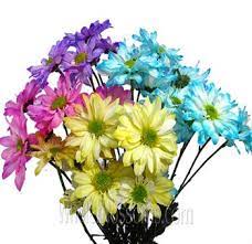 Chrysanthemums For Sale Buy Chrysanthemum Flowers Wholesale Flowers Chrysanthemum Flower Flower Care