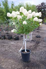 Hydrangea Tree Limelight For Sale In Boulder Colorado Hydrangea Tree Dwarf Trees For Landscaping Hydrangea Landscaping
