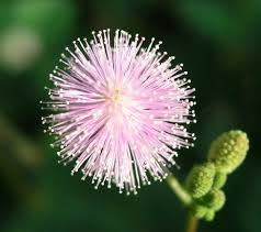 Image result for Mimosa pudica