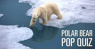 A team of editors takes feedback from our visitors to keep trivia as up to date and as accurate as possible. Polar Bear Pop Quiz Test Your Polar Bear Iq