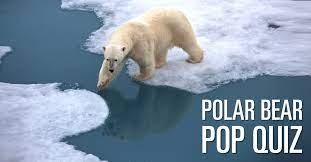 Oct 28, 2021 · the complete book of bible trivia. Polar Bear Pop Quiz Test Your Polar Bear Iq