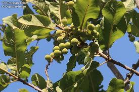 Image result for Pappea capensis