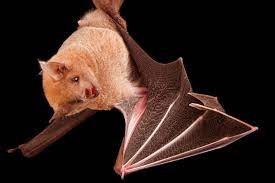 Photos These Animals Are Bouncing Back From The Brink Of Extinction