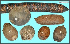There are almost 700 species of trees some tree keys also offer identification by twig, flower, or seed. Devils Claws
