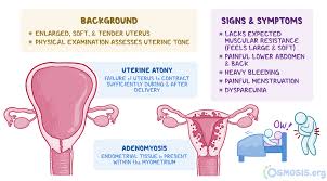 Image result for uterus