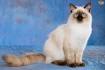 11 Cute Pictures of Ragdoll Cats - The Spruce Pets
