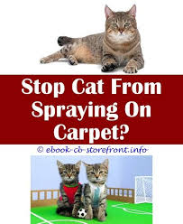 9 Inviting Clever Ideas Anti Allergen Cat Sprays Convivial House Cat 2 Fl Oz Spray Bottle How To Stop A Cat From Spraying Why Neuter Sensible Aerosol Sensores