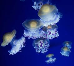 Jellyfish Photo Monterey Bay Aquarium Jellyfish Photo