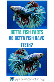 Do Betta Fish Have Teeth Japanese Fighting Fish Betta Fish Betta Fish