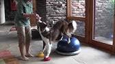 It can also be used for maintaining fitness for the older dog and. Fitpaws Paw Pods Anti Skid Youtube
