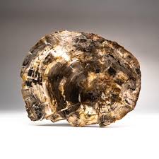Then, groundwater rich in dissolved solids flows through the sediment, replacing the original plant material with silica, calcite, pyrite, or another inorganic material such as opal. Astro Gallery Of Gems Petrified Wood Slice Wayfair