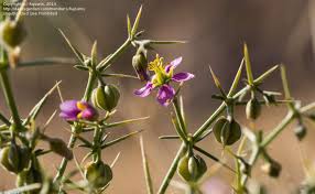 Image result for Fagonia