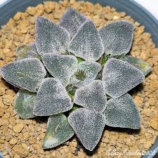 Image result for Pavetta pygmaea
