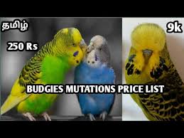 Budgies Love Birds Price Lists In Tamil Youtube