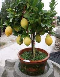 It produces delicious fruit in only about 1 year, while most fruit trees take 3 years or longer. 10 Unique Rare Dwarf Lemon Tree Seeds Bonsai Fruit Plant Organic Non Gmo Usa Buy Online In Turkey At Turkey Desertcart Com Productid 82958433