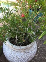 Jan 05, 2021 · if your pomegranate tree leaves are curling, look for spots of black sooty mold to determine whether these insects are the cause. Pomegranate Tree Grow Lots Of Pomegranates At Home