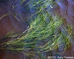 Image result for Stuckenia