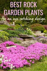 Try these incredible perennials for rock gardens that adapt to poor soils and dry conditions. Best Rock Garden Plants For An Eye Catching Design