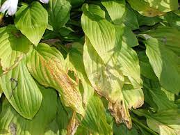 Brown spots (generally with some yellow/whitening surrounding them) on a golden pothos can be caused by a few things. What S Wrong With My Plant Garden University Of Minnesota Extension