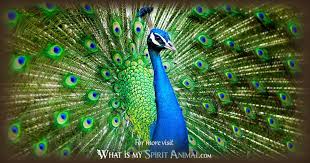 A large bird, the male of which has very long tail feathers that it can spread out to show…. Peacock Symbolism Meaning Peacock Spirit Totem Power Animal