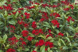 Image result for Jatropha campestris