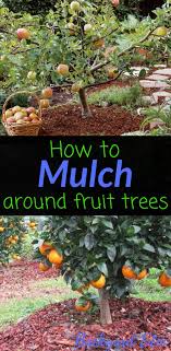The most common example of fruit tree guild is that of the apple tree guild. Fruit Tree Garden Fruit Trees Backyard Tree Garden Design