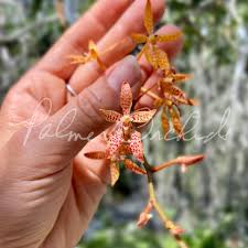 Image result for Rotheca aurantiaca