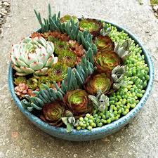 Pin On Cactus Succulents