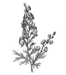 Here you can see other versions for this drawing Illustrations For Wicked Plants By Artist Briony Morrow Cribbs Briony Morrow Cribbs Etching Prints Illustrations