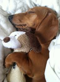 My Weiner Dog Turned 12 Today Reddit Meet Schnitzel And His Bday Gift Baby Dogs Cute Animals Cute Dogs