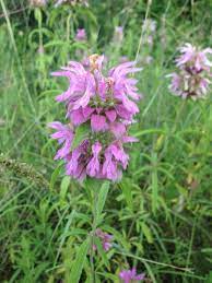 Purple Horsemint Monarda Citriodora Is A Texas Wildflower Aka Horsemint Lemon Mint Lemo How To Attract Hummingbirds Wild Flowers Purple And White Flowers