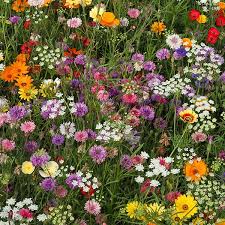 Candy Pictorial Meadows In 2020 Wild Flower Meadow Flowers Flower Garden