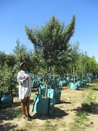 Image result for Tarchonanthus camphoratus