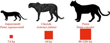 Image result for Panther Black 2001 Puma