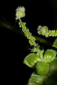 Image result for Acalypha fimbriata