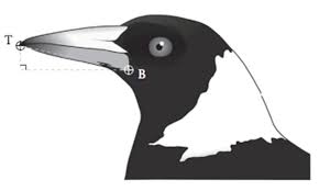 They're also vocal birds and keep up a regular stream. Australian Magpies Can Understand What Other Birds Are Saying With Surprising Clarity