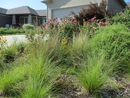 Über 7 millionen englischsprachige bücher. Converting A Small Front Yard To Prairie Beds 2014 2019 Monarch Gardens