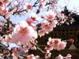 Pin By Jenn Tavenner On Asia Apricot Blossom Sakura Cherry Blossom Blossom Meaning