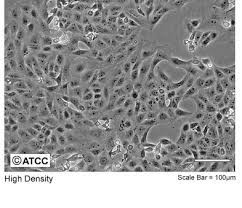 Guaranteed ko or your money back. Https Www Atcc Org Media A6a2402122984d0f80205b9237c699fe Ashx