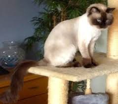 A lion cut can transform your cat into the king of the jungle. Do You Shave Your Kitty For The Summer To Beat The Heat
