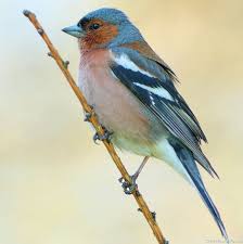 Ce Que Mangent Les Oiseaux Du Jardin In 2020 Birds What Is A Bird Colorful Birds