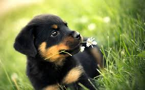 Puppy Wallpaper Backgrounds Beautiful Beach Wallpapers cricket health care tips cute puppies wallpapers desktop 1024x768.
