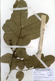 Image result for Lecaniodiscus