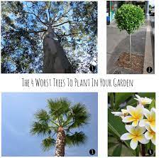 This old house landscape contractor roger cook heads to miami to plant several varieties of palm trees in a front yard. The Four Worst Trees To Plant In Your Garden Seed Landscape Design