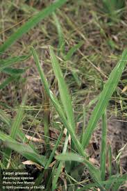 Image result for Axonopus