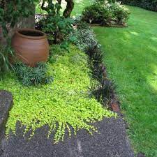 Marvelous 30 Shady Gardens Design Ideas To Refresh Your Home Air Https Decoretoo Com 30 Shady Gardens Design Id Shade Garden Design Shade Garden Shade Plants