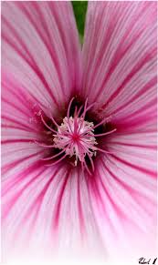 View the 1024525 best nice flower photos, nice flower images, nice flower pictures. Very Nice Flower Foto Bild Natur Pflanzen Youth Bilder Auf Fotocommunity