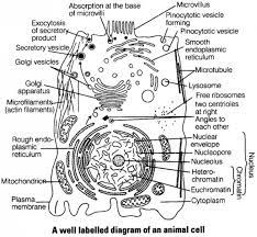 Animal cells have a single highly complex and prominent golgi apparatus. Draw A Neat Labelled Diagram Of An Animal Cell Studyrankersonline