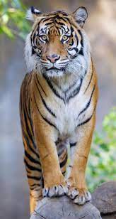 Pin By Charollais On Oppo Wallpapers Tiger Pictures Pet Tiger Wild Cats
