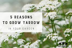 I have a small herb wall garden at home with grow lights. 5 Reasons To Grow Yarrow In Your Garden Tenth Acre Farm